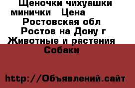 Щеночки чихуашки минички › Цена ­ 9 500 - Ростовская обл., Ростов-на-Дону г. Животные и растения » Собаки   